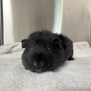 Rescue Guinea Pig Guinea Pigs for Adoption in Greensburg, Pennsylvania - Biggie | PetCurious